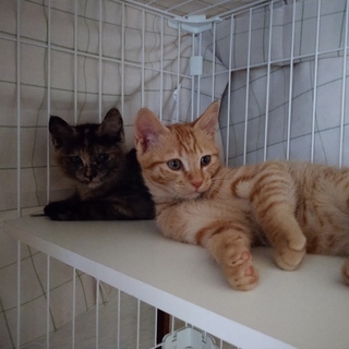 生後約２か月の子猫兄妹の里親募集