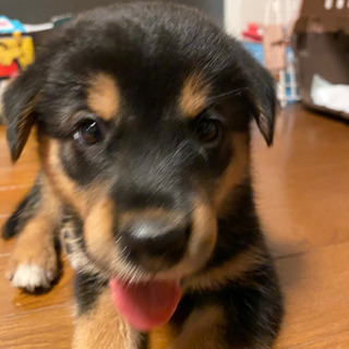 子犬もらってください