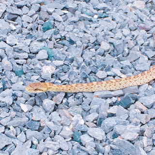これはアオダイショウですか？