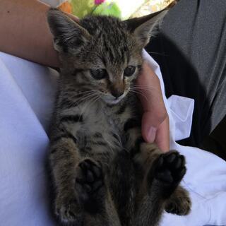 メスの縞柄の子猫　人懐っこく甘えてきます