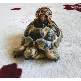 🐢はちゅーるい🐢好き💕募集！