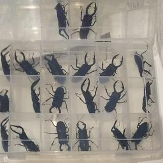 ノコギリクワガタ オス 20匹 (全て水牛型)