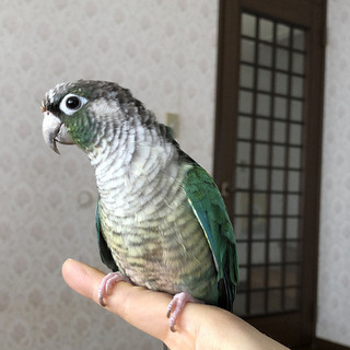 【募集一時停止】ワキコガネウロコインコ・ブルー・♂・2才半 