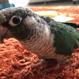 【募集一時停止】ワキコガネウロコインコ・ブルー・♂・2才半  - 厚木市