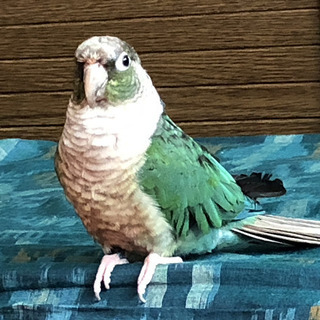 【募集一時停止】ワキコガネウロコインコ・ブルー・♂・2才半  - その他