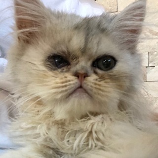 生後3ヶ月のペルシャ猫チンチラシルバー