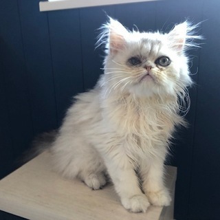 生後3ヶ月のペルシャ猫チンチラシルバー - 杉並区