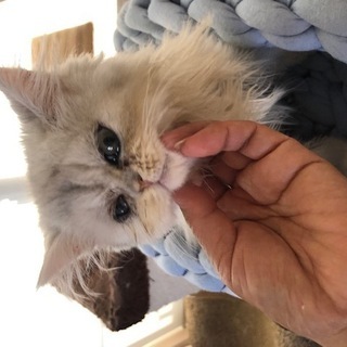 生後3ヶ月のペルシャ猫チンチラシルバー - 猫
