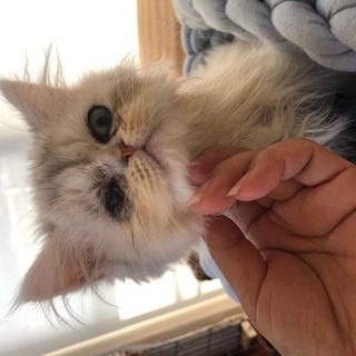 生後3ヶ月のペルシャ猫チンチラシルバー − 東京都