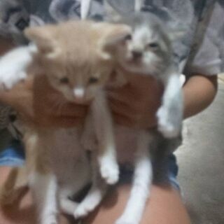 助けてください