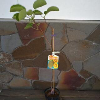 キウイ 苗木　紅妃（こうひ）（メス）  赤色実