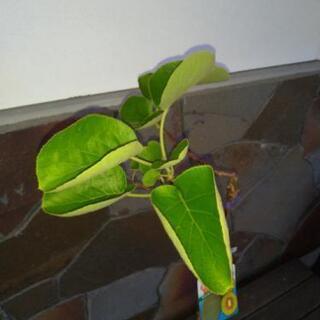 キウイ 苗木　紅妃（こうひ）（メス）  赤色実の画像