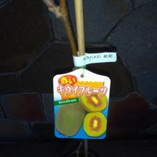 キウイ 苗木　紅妃（こうひ）（メス）  赤色実の画像