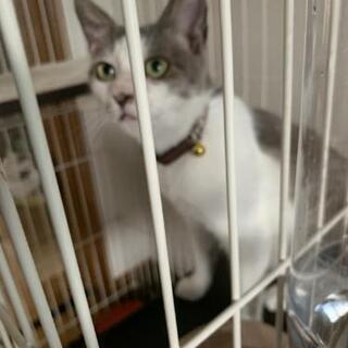 更新 菖蒲原町付近で愛猫を探しています