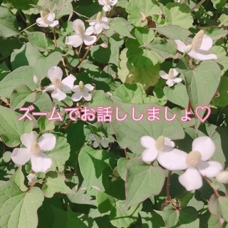 ズームお茶会♡