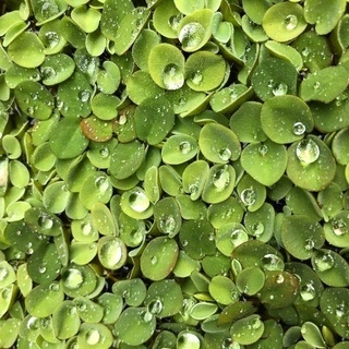 浮草　植物　浮き草　メダカの画像