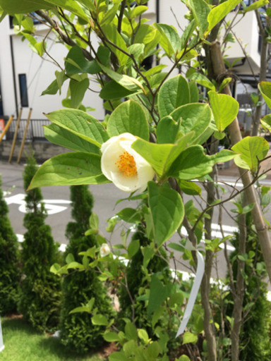 ナツツバキ　シンボルツリー　植栽