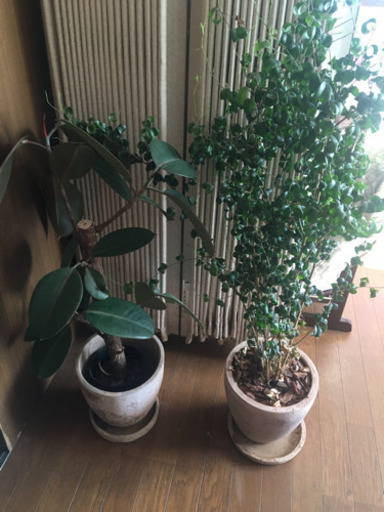 観葉植物　ベンジャミンバロック