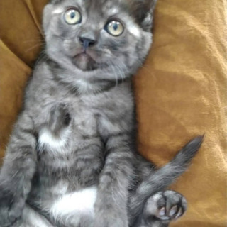 生後約1ヶ月半の子猫(2人決定しました)