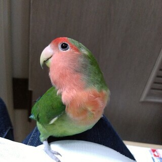 コザクラインコ２歳半(メス)　里親募集