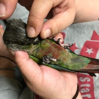 ホオミドリウロコインコ