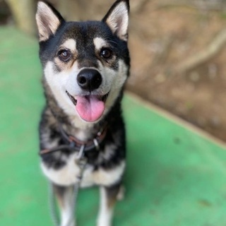 里親決定！有難うございました！　8歳の黒柴君🐶和犬の性質に理解の...