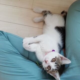 こちらでとても優しい里親様がみつかりました(*^^*)ありがとう...