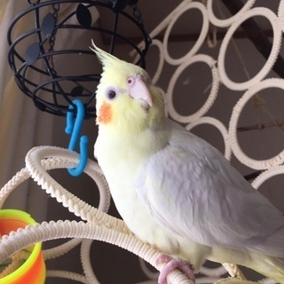 迷子のオカメインコ を探しています。