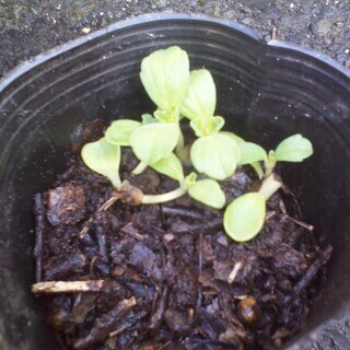 マンジェリコン　抜き苗１本　小苗　薬草　沖縄　ハーブ　ボルトジンユ　ボルトの画像