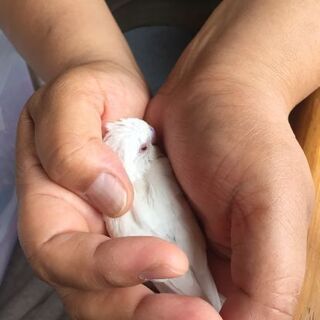インコ(アルビノ)もらって下さい。
