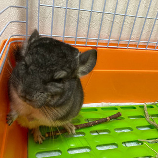 チンチラの生後4ヶ月の男の子