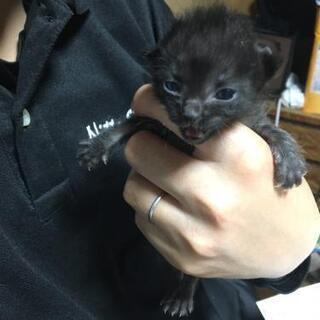 【里親様決定💖】動物病院前に捨てられた子猫の里親募集【愛媛県限定】 - 伊予郡
