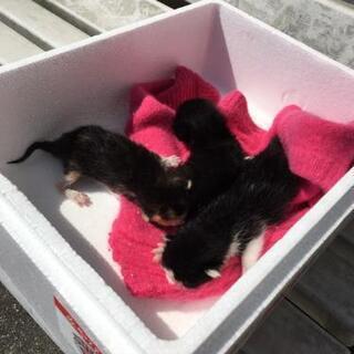 【里親様決定💖】動物病院前に捨てられた子猫の里親募集【愛媛県限定】 - 里親募集