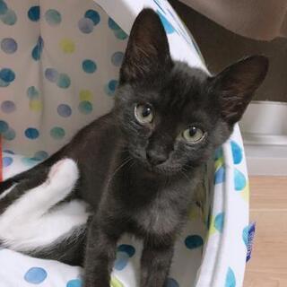 【里親様決定💖】動物病院前に捨てられた子猫の里親募集【愛媛県限定】の画像