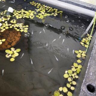 変わりメダカ一匹100円で売りますの画像
