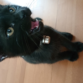 急募！　子猫の里親募集