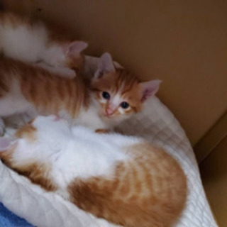 茶トラの子猫4匹 里親募集