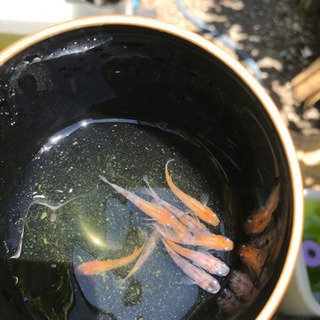 取引中　越前三色　メダカ　めだか　20匹以上　三色メダカの画像