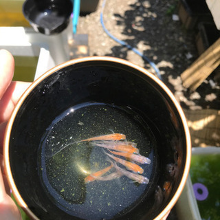 取引中　越前三色　メダカ　めだか　20匹以上　三色メダカの画像