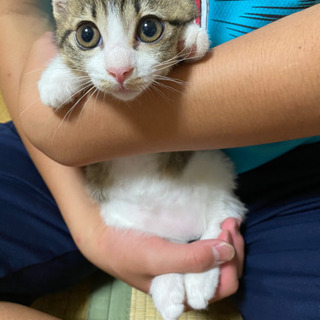 子猫の里親さん募集