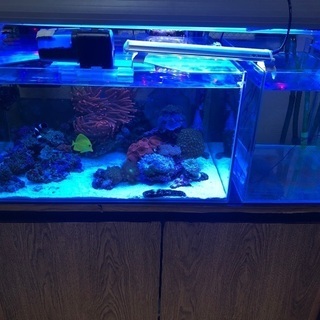 海水魚　海水魚　生体の画像