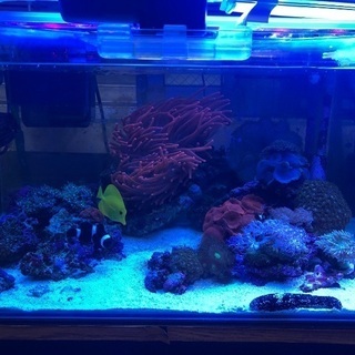 海水魚　海水魚　生体の画像