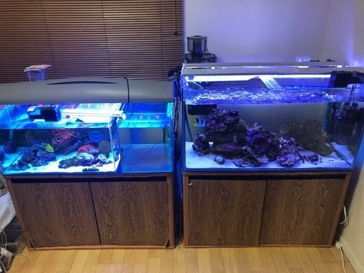 海水魚　海水魚　生体