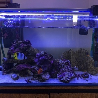 海水魚　海水魚　生体の画像