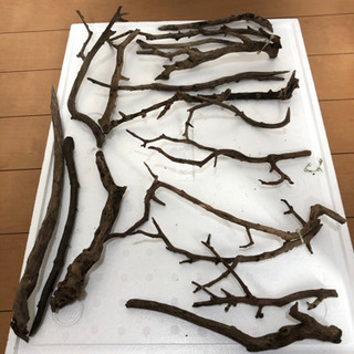 枝流木17本セット値下げ(熱帯魚水槽)の画像