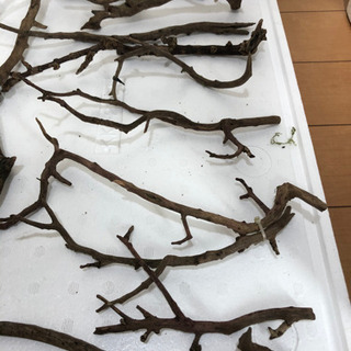 枝流木17本セット値下げ(熱帯魚水槽)の画像