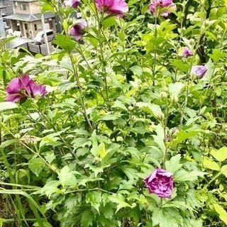 ムクゲ　樹高130cm　開花中！の画像