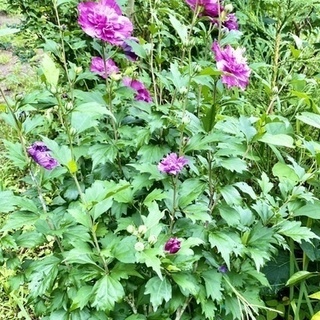 ムクゲ　樹高130cm　開花中！