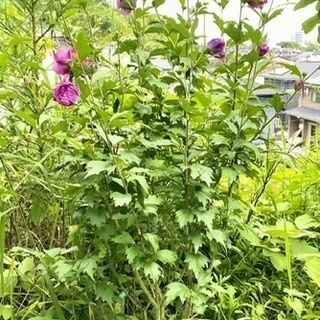 ムクゲ　樹高130cm　開花中！の画像