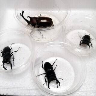 【交渉中】香川県綾川町産クワガタ＆カブトムシ　５種類オスのみ（郡...
